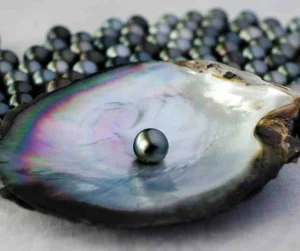 Commonly Asked Questions about Oysters and Pearls