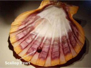 Scallop Pearl – An Introductory Guide