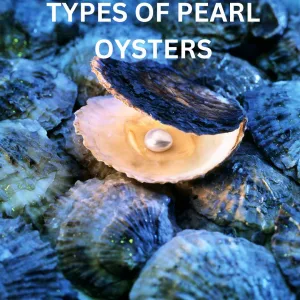 Pearl Oysters: A Comprehensive Guide